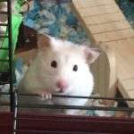 White Hamster looking out of his cage with the ear tilted down