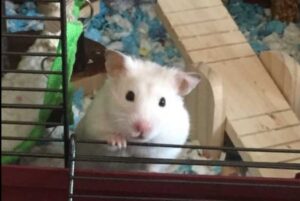 White Hamster looking out of his cage with the ear tilted down