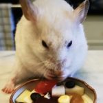 White Syrian hamster eating chopped up fruit and vegetables that are safe foods for your hamster