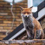 Urban fox sat on a roof
